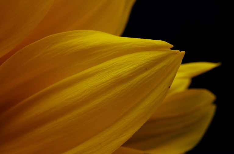 yellow-flower-in-black-background-4376529